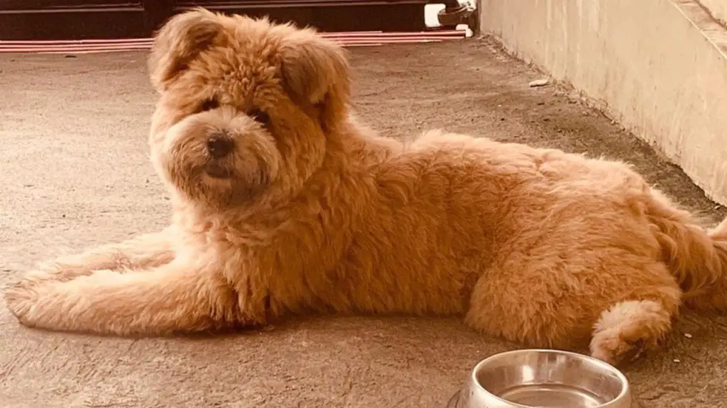 Chow chow mixed with poodle sale