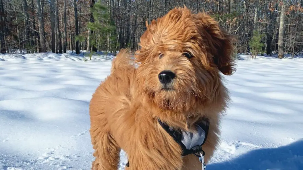 Chow Doodle - Chow Chow Poodle Mix