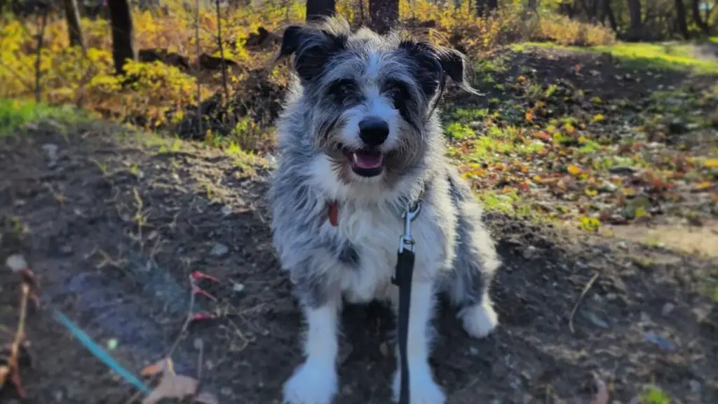 Corgipoo - Corgi Poodle Mix