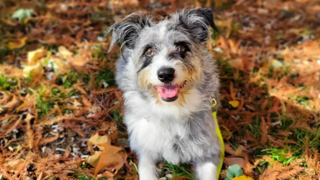 Corgipoo - Corgi Poodle Mix