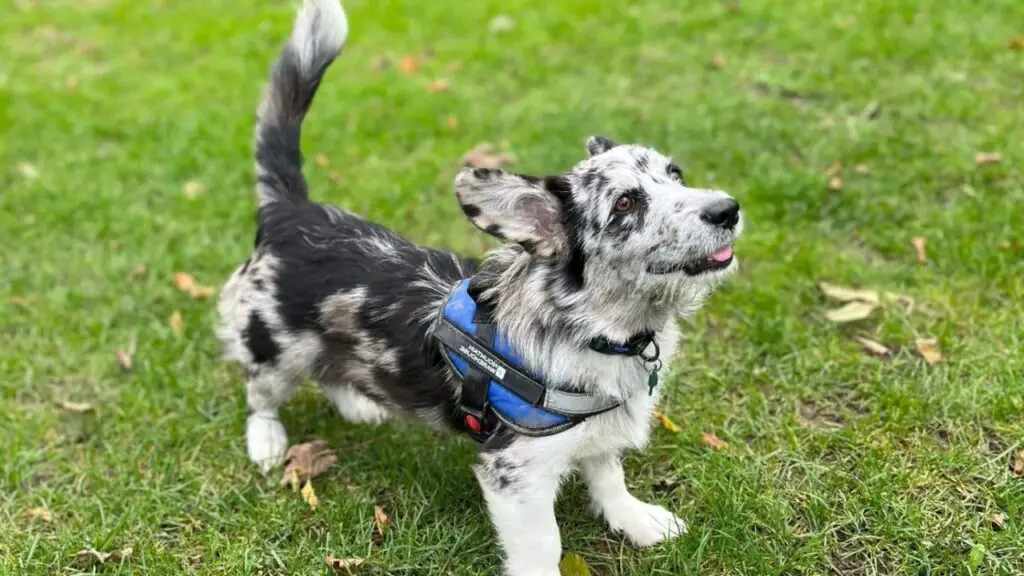 Corgipoo - Corgi Poodle Mix