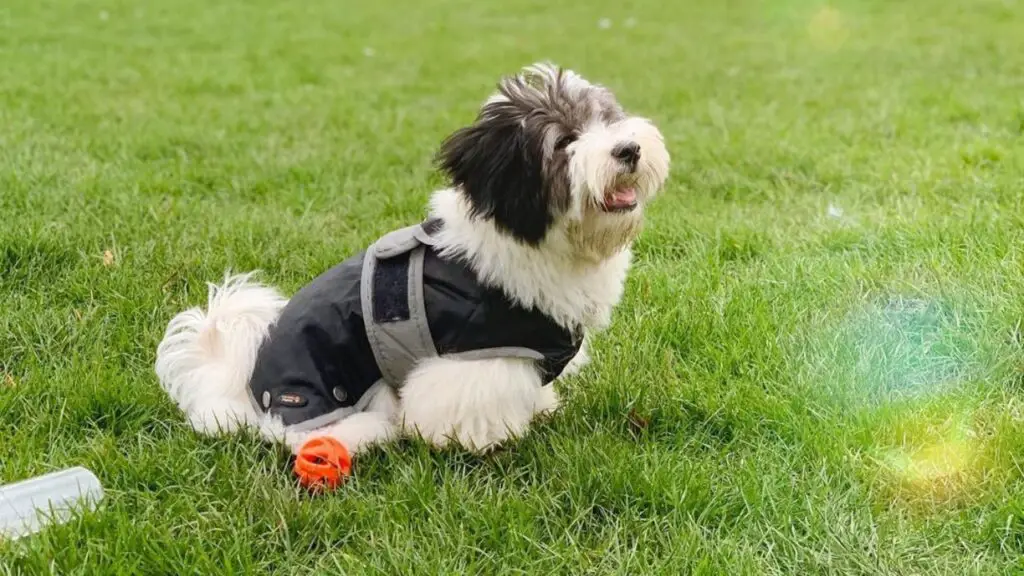 Coton De Tulear Poodle Mix - Pooton