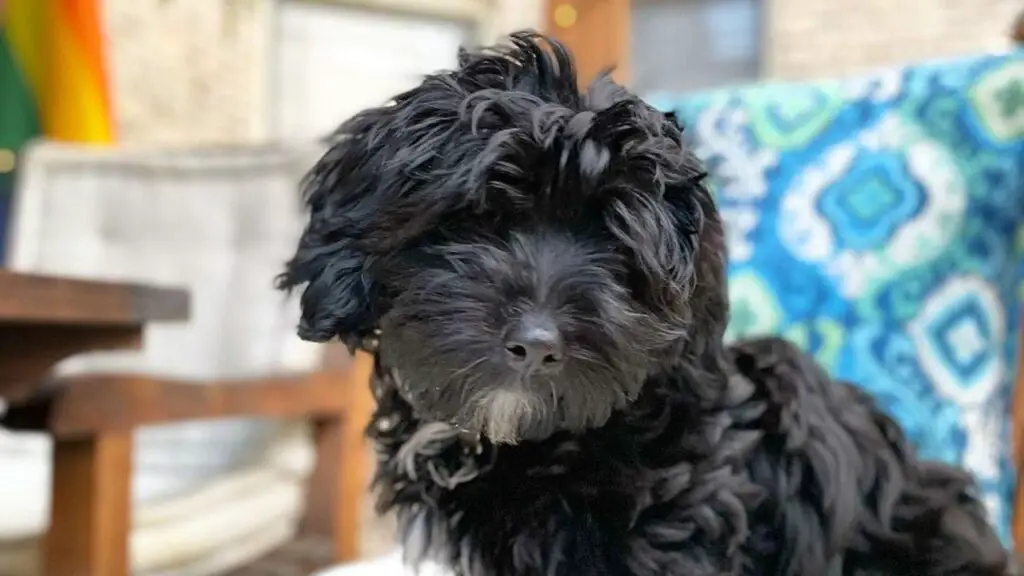 Coton De Tulear Poodle Mix - Pooton