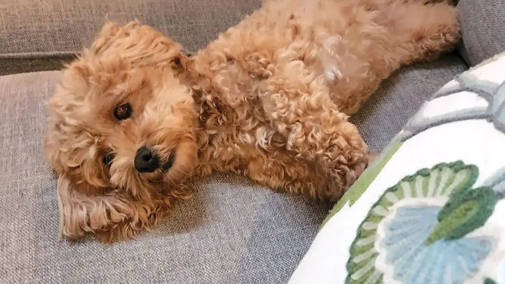 Coton De Tulear Poodle Mix - Pooton