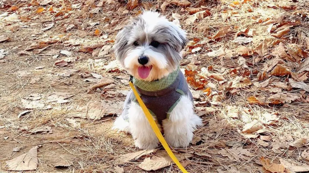 Coton De Tulear Poodle Mix - Pooton