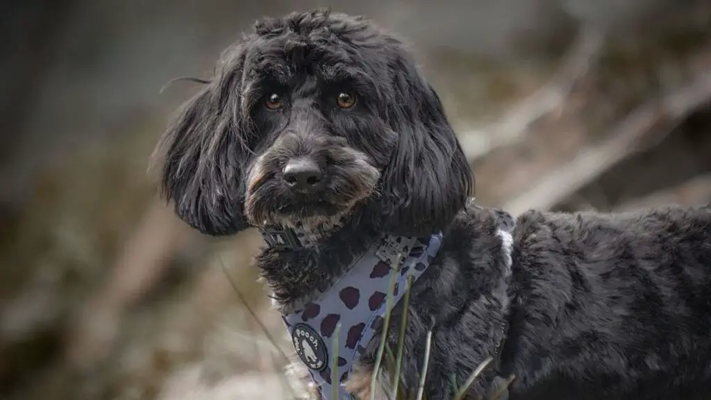 Doxiepoo - Dachshund Poodle Mix