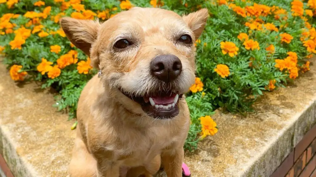 French Boodle - French Bulldog Poodle Mix