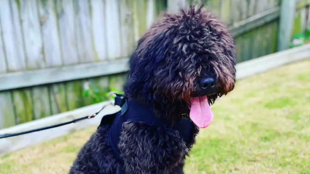 French Boodle - French Bulldog Poodle Mix