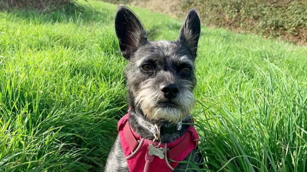 French Boodle - French Bulldog Poodle Mix