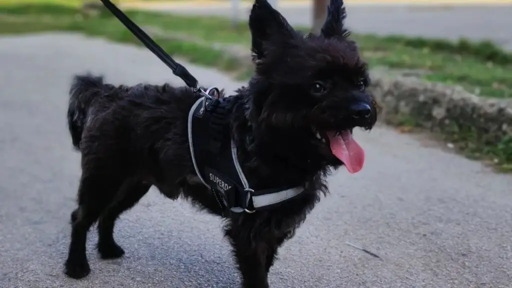 French Boodle - French Bulldog Poodle Mix