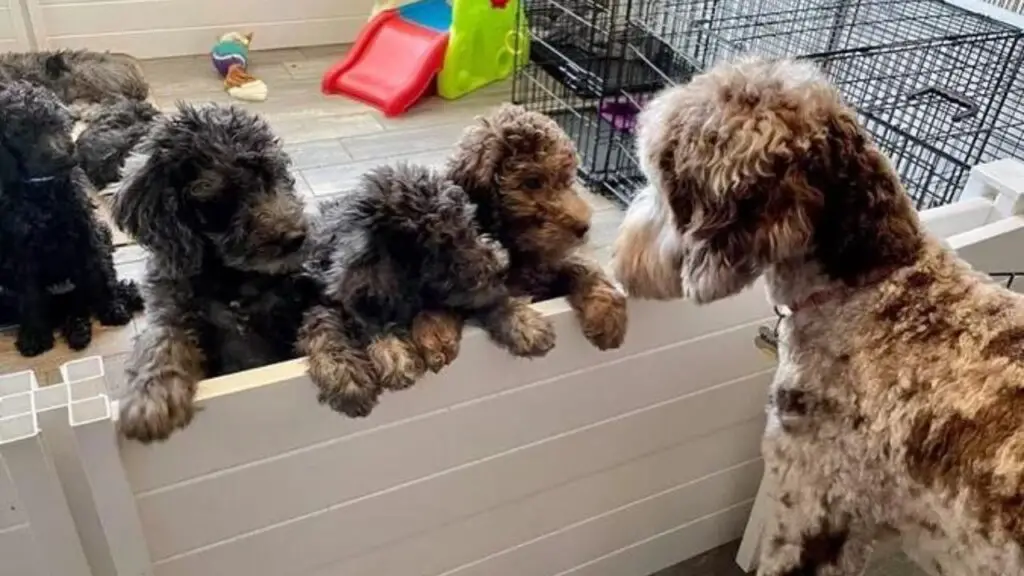 Great Danoodle - Great Dane Poodle Mix