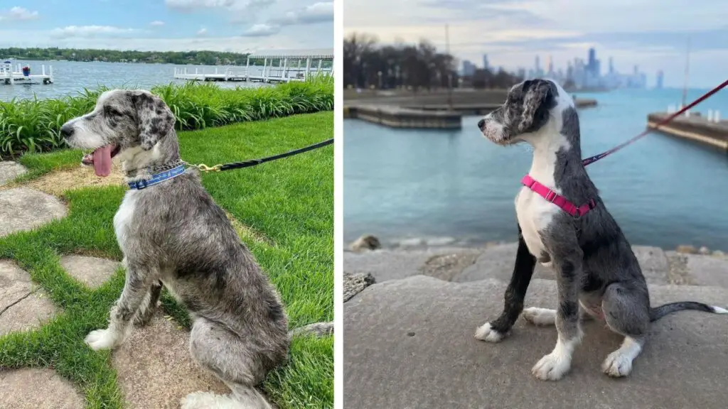 Great Danoodle - Great Dane Poodle Mix