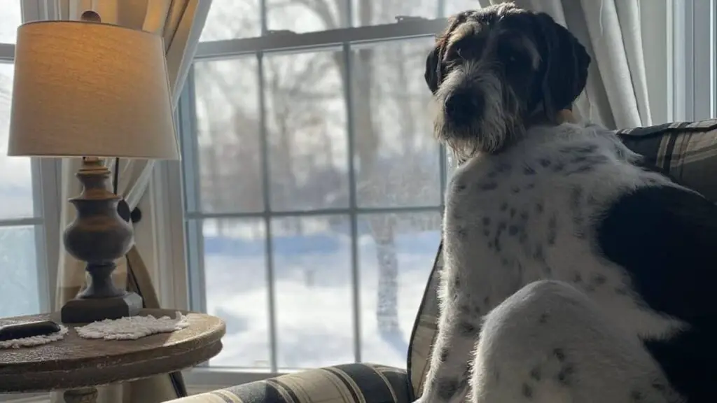 Great Danoodle - Great Dane Poodle Mix