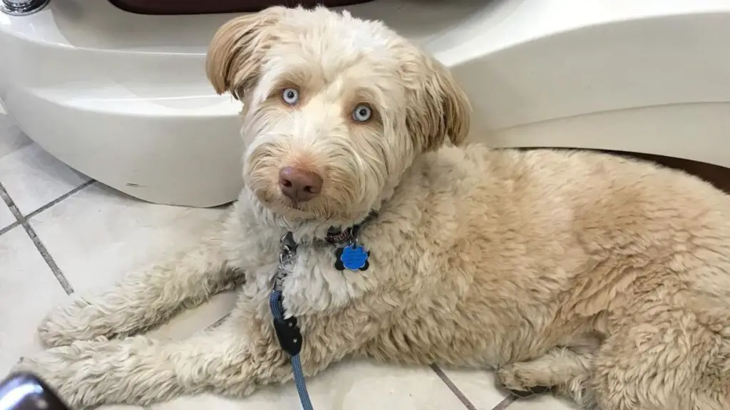 Huskypoo: Husky Poodle Mix Doodle