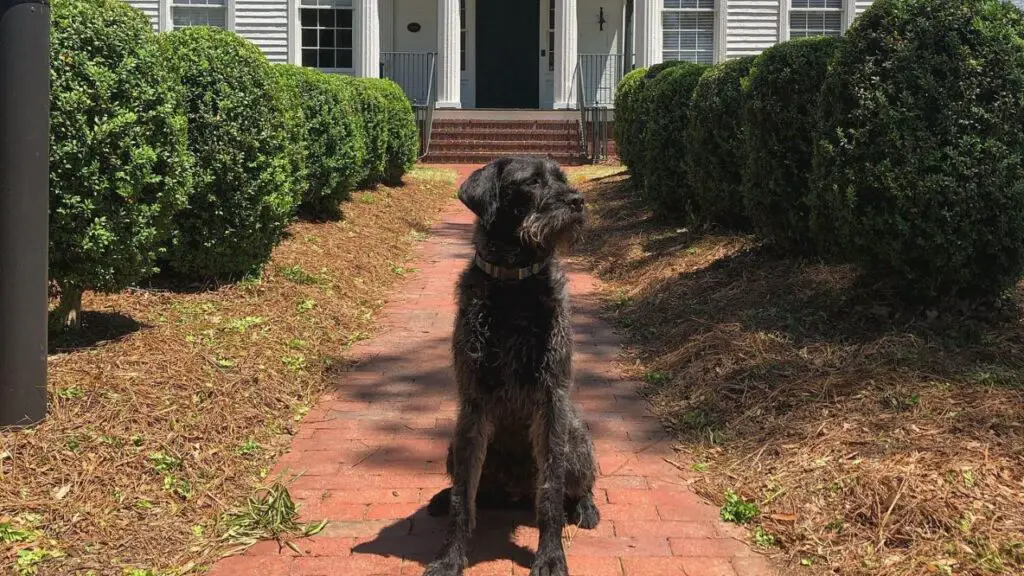 Mastidoodle - Mastiff Poodle Mix