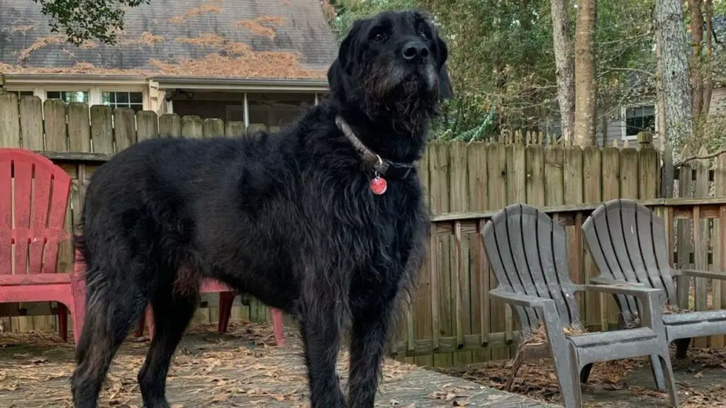 Mastidoodle - Mastiff Poodle Mix