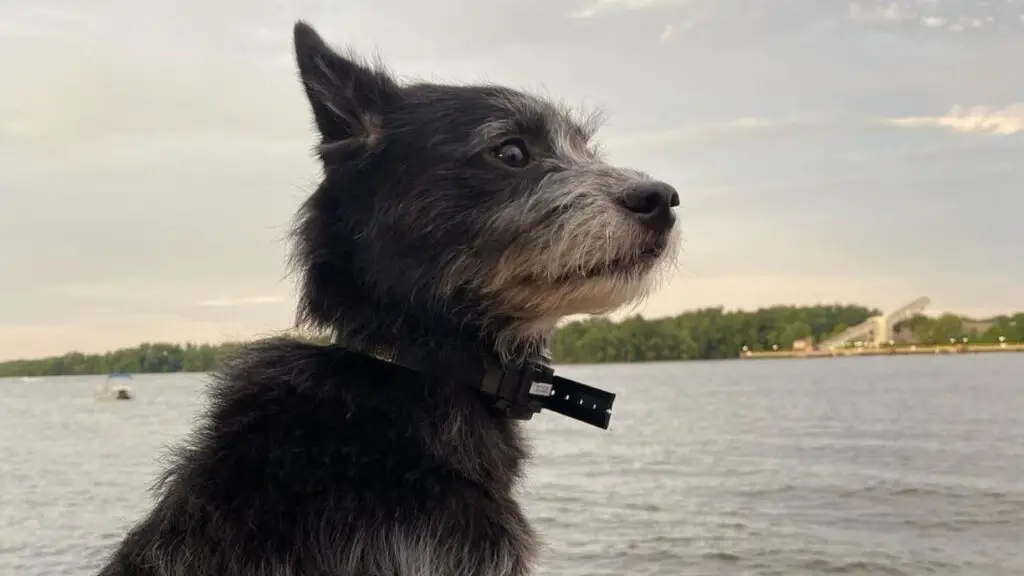 Poo-Shi - Shiba Inu Poodle Mix