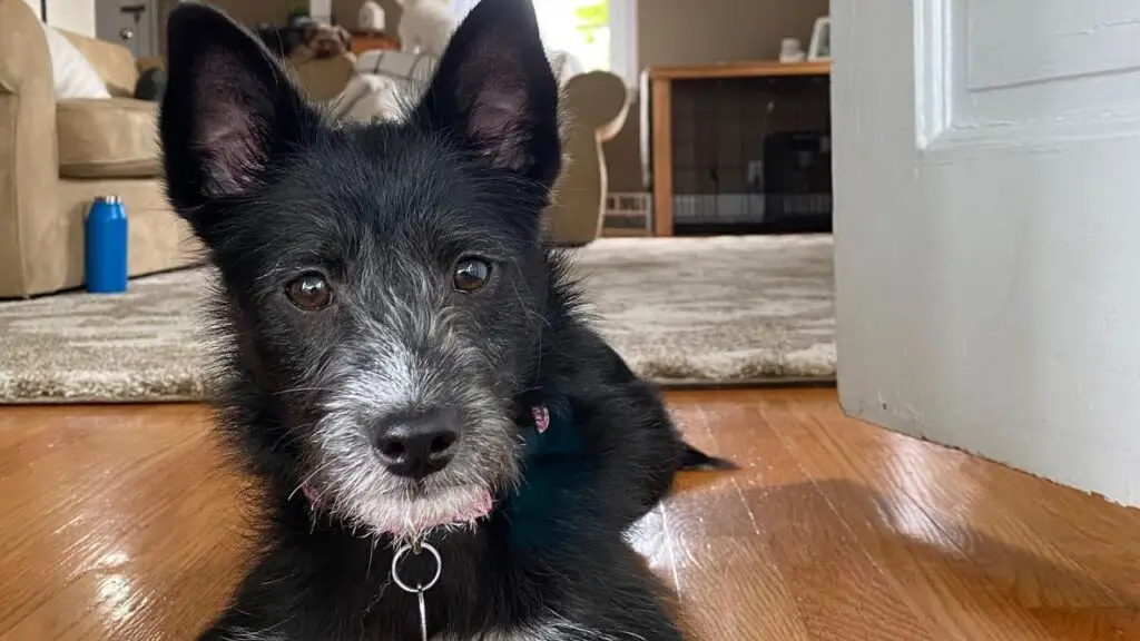 Poo-Shi - Shiba Inu Poodle Mix