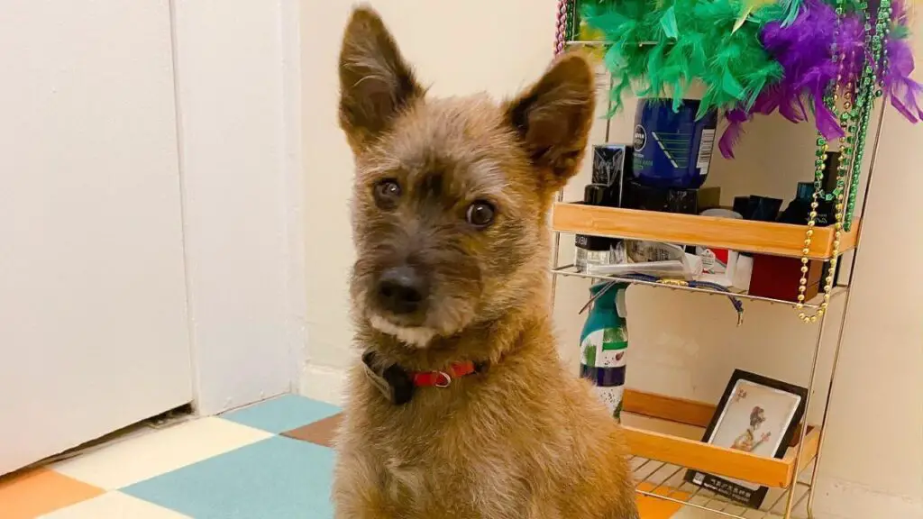 Poo-Shi - Shiba Inu Poodle Mix