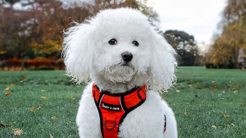 Poochon - Bichon Poodle Mix