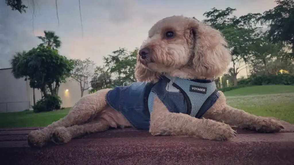 Poochon - Bichon Poodle Mix