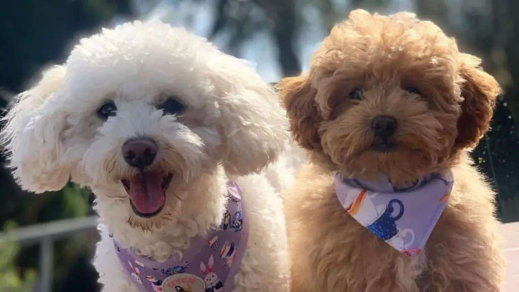 Poochon - Bichon Poodle Mix