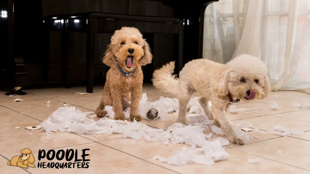 poodles making a mess