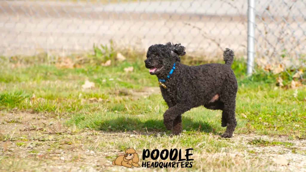 poodle running in a fenced area