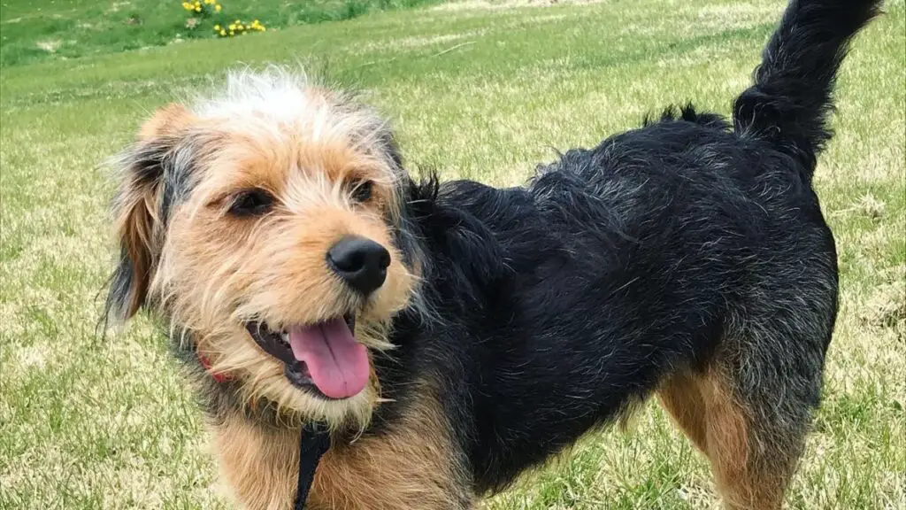 Poogle - Beagle Poodle Mix