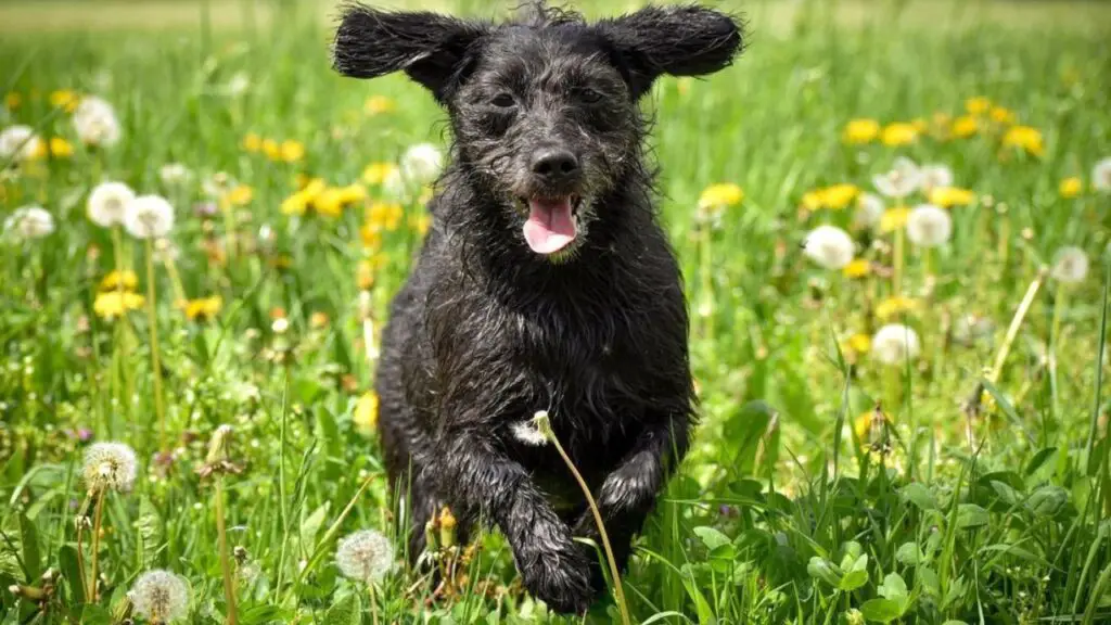 Poogle - Beagle Poodle Mix