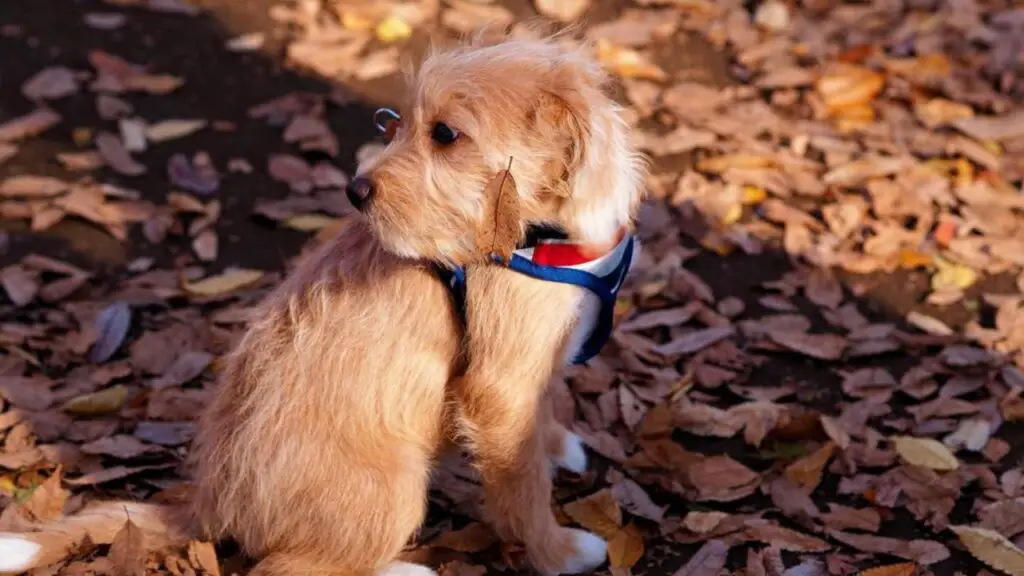 Poogle - Beagle Poodle Mix