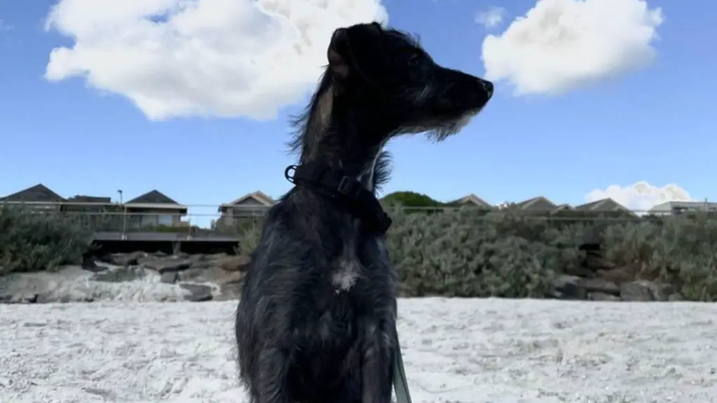 Pootalian - Italian Greyhound Poodle Mix