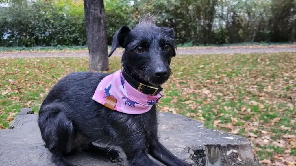 Pootalian - Italian Greyhound Poodle Mix