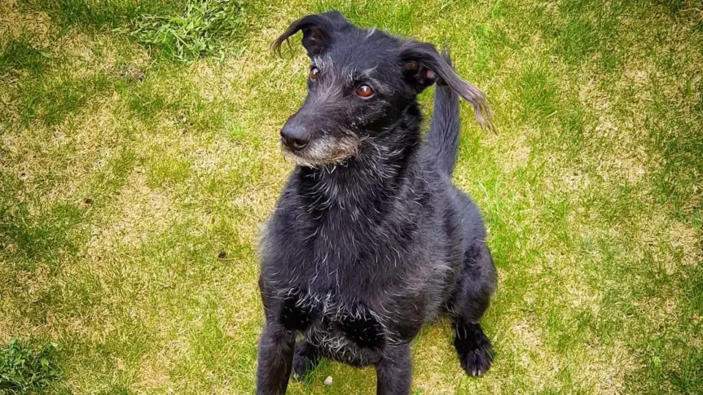 Pootalian - Italian Greyhound Poodle Mix