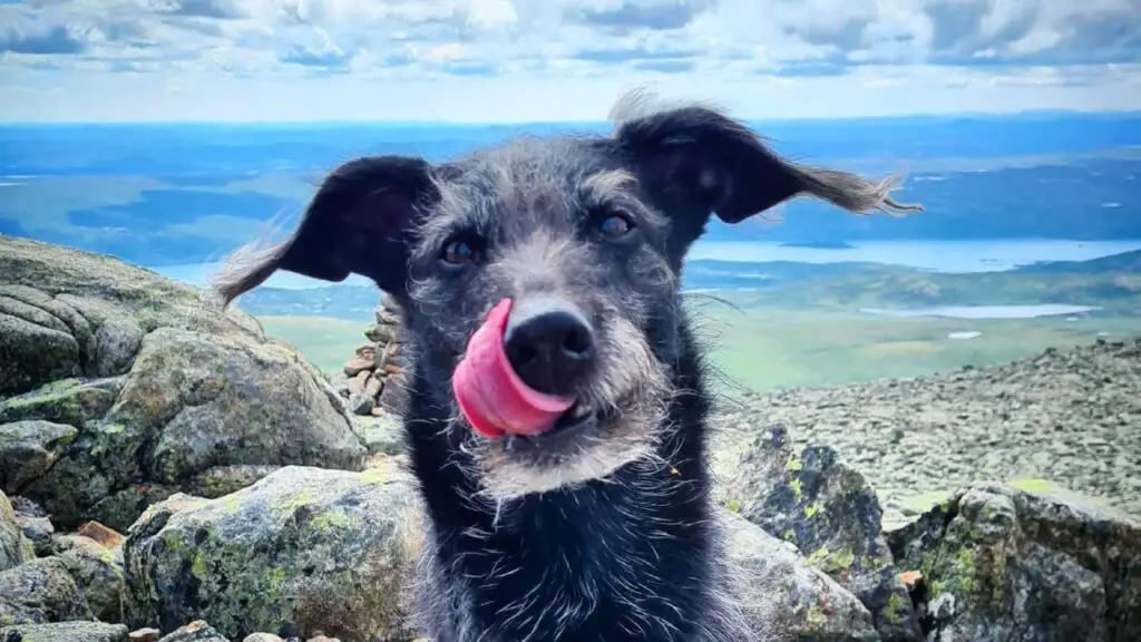 Pootalian - Italian Greyhound Poodle Mix