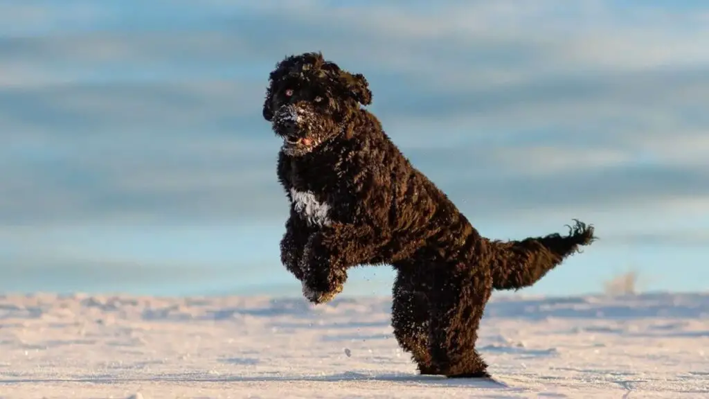 Portuguese Water Dog Poodle Mix