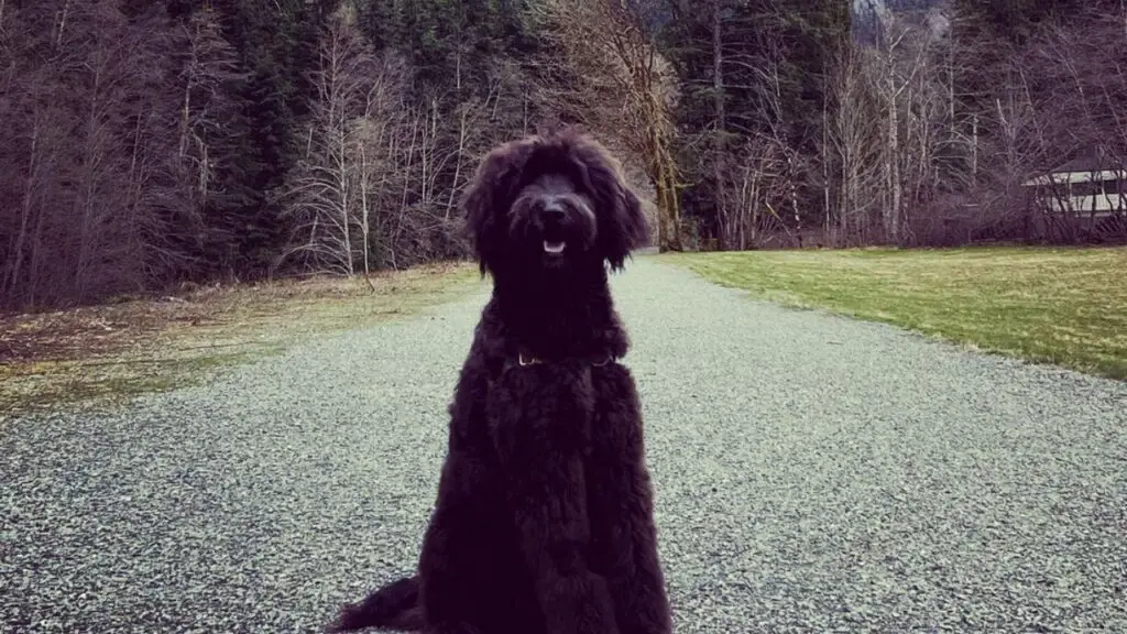 Portuguese Water Dog Poodle Mix