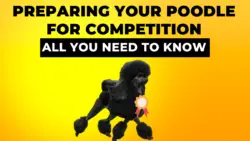 Preparing Your Poodle for Competition