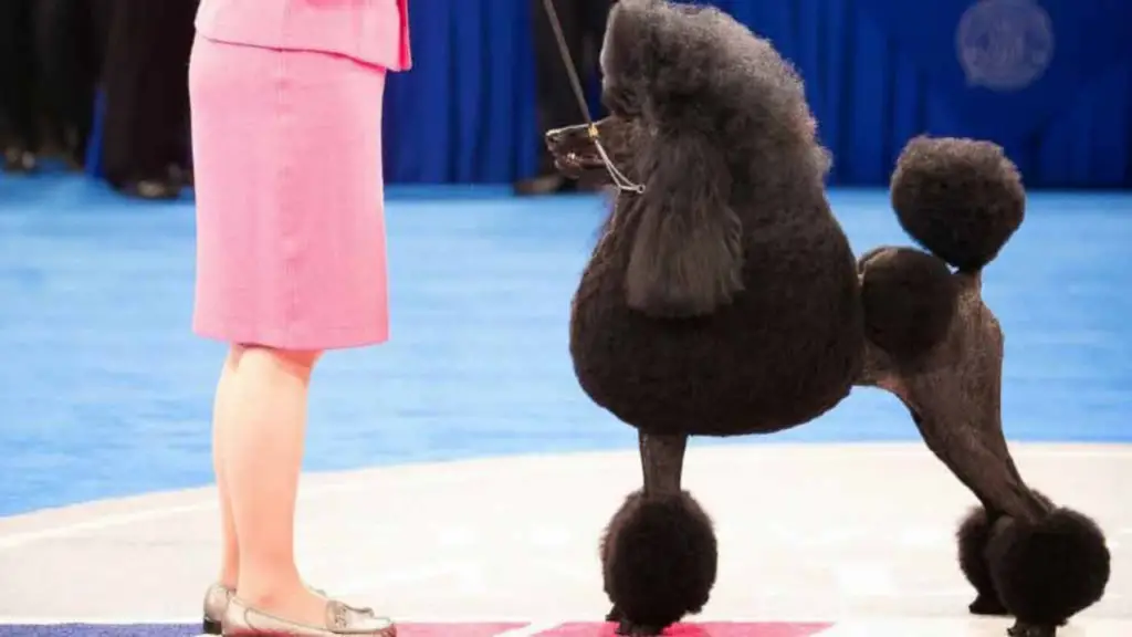 Preparing Your Poodle For Competition