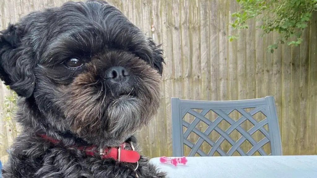 Pugapoo - Pug Poodle Mix