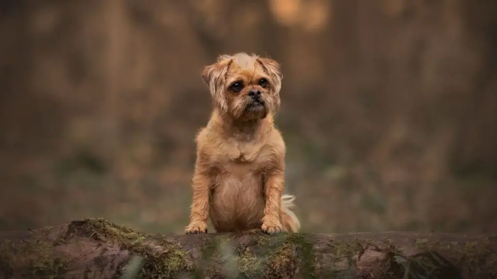 Pugapoo - Pug Poodle Mix