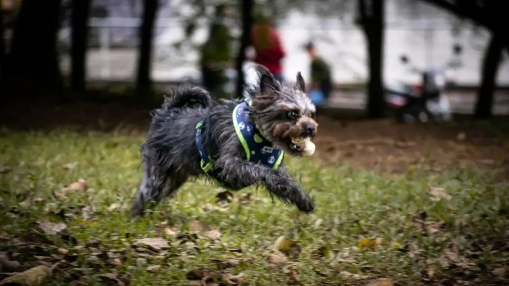 Pugapoo - Pug Poodle Mix