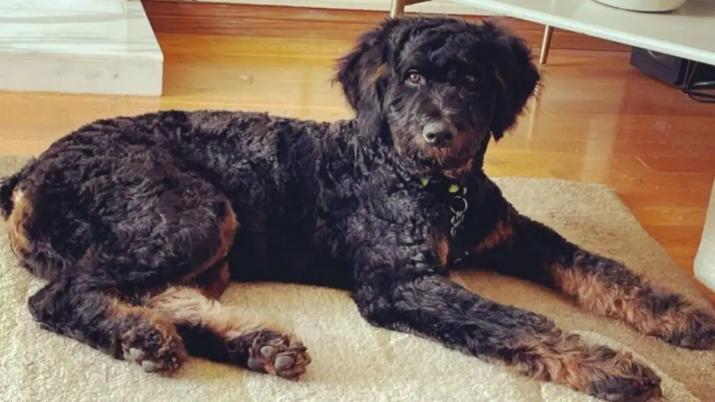 Rottle - Rottweiler Poodle mix