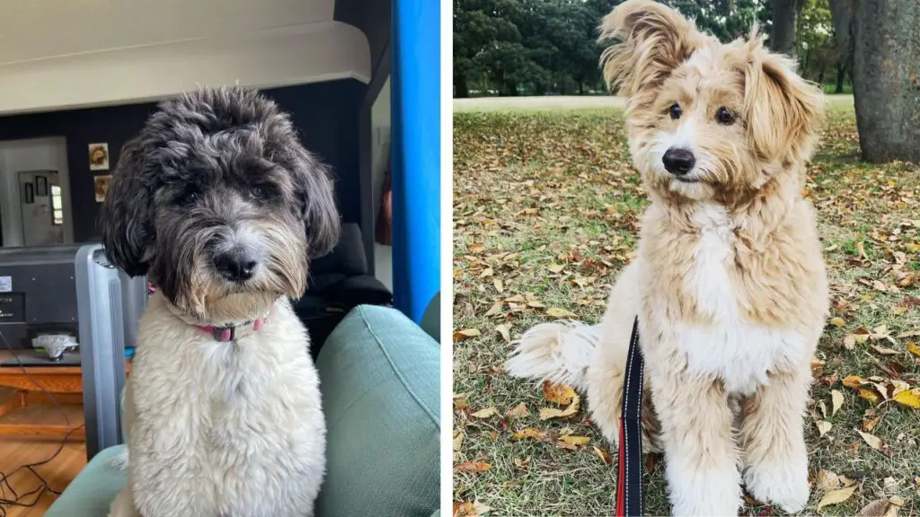 Sammypoo - Samoyed Poodle Mix