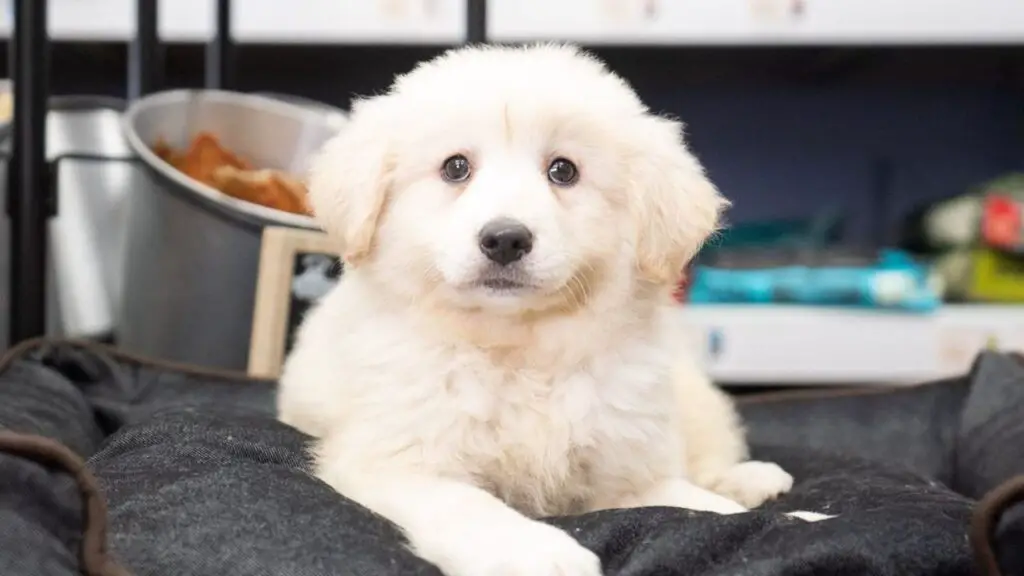 Sammypoo - Samoyed Poodle Mix