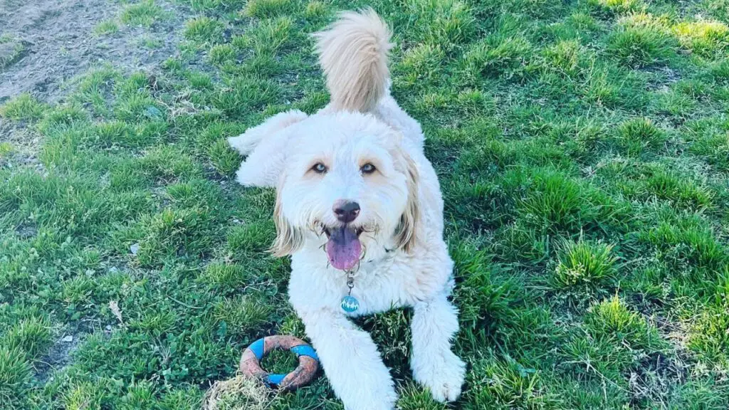 Sammypoo - Samoyed Poodle Mix