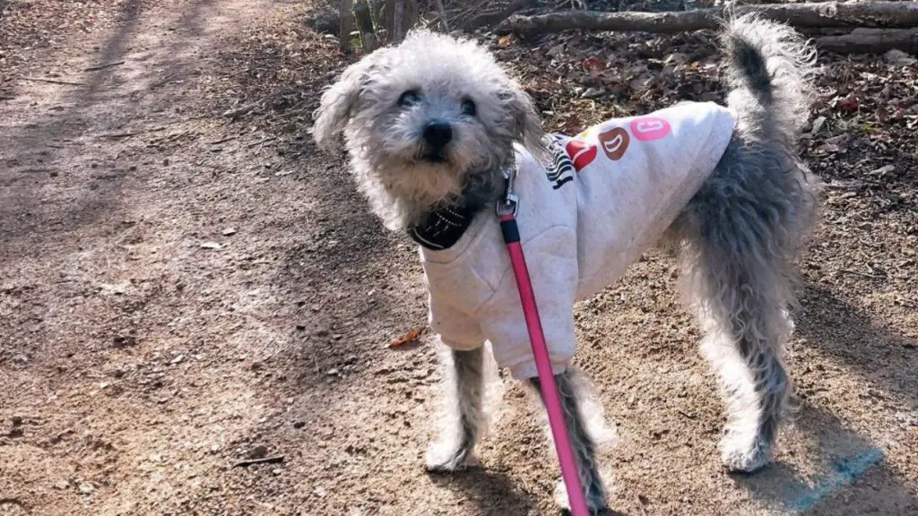 Schnoodle - Schnauzer Poodle Mix