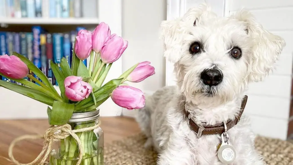 Schnoodle - Schnauzer Poodle Mix