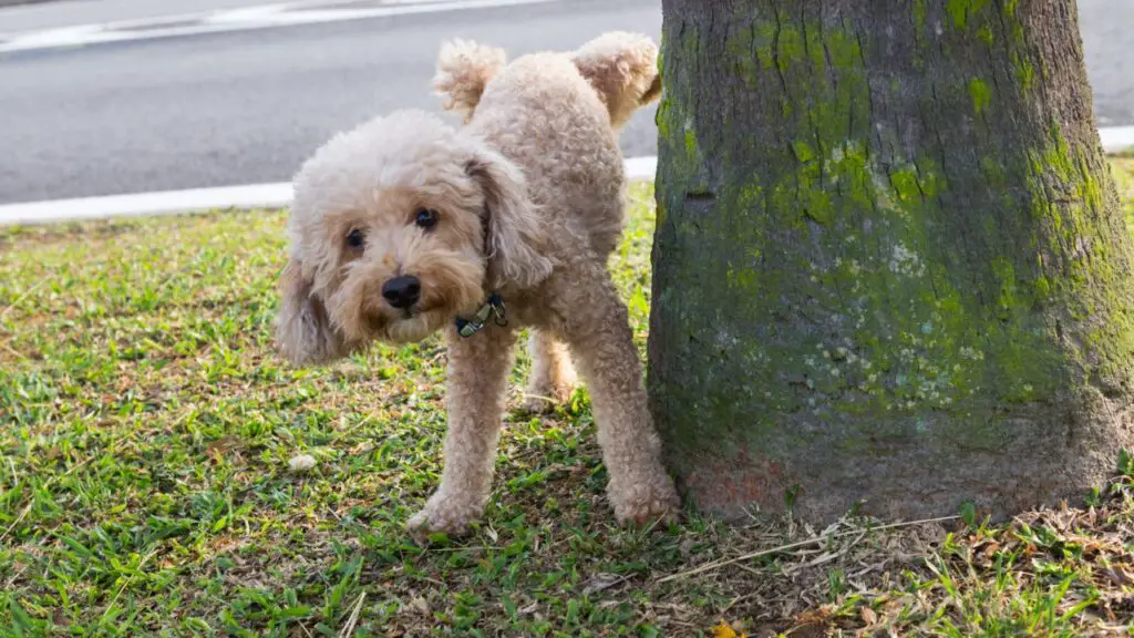 Poodle Peeing