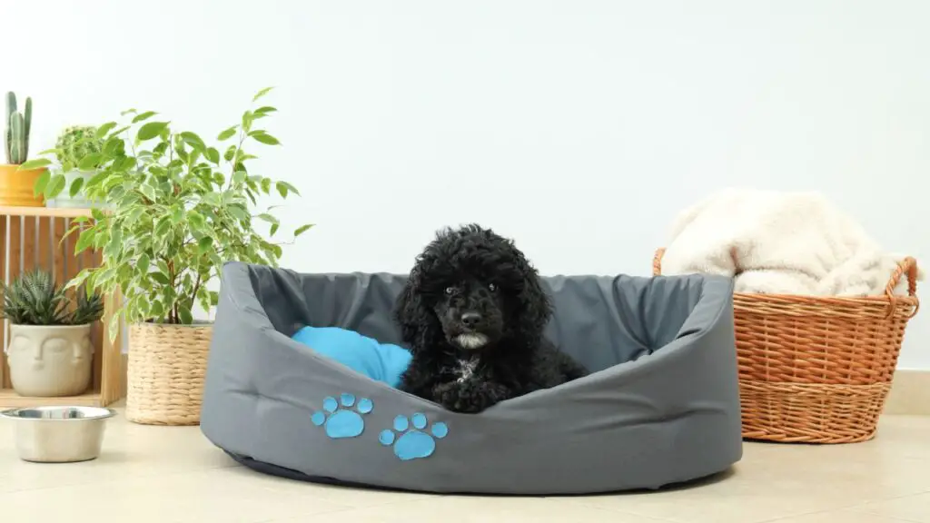poodle in its dog bed
